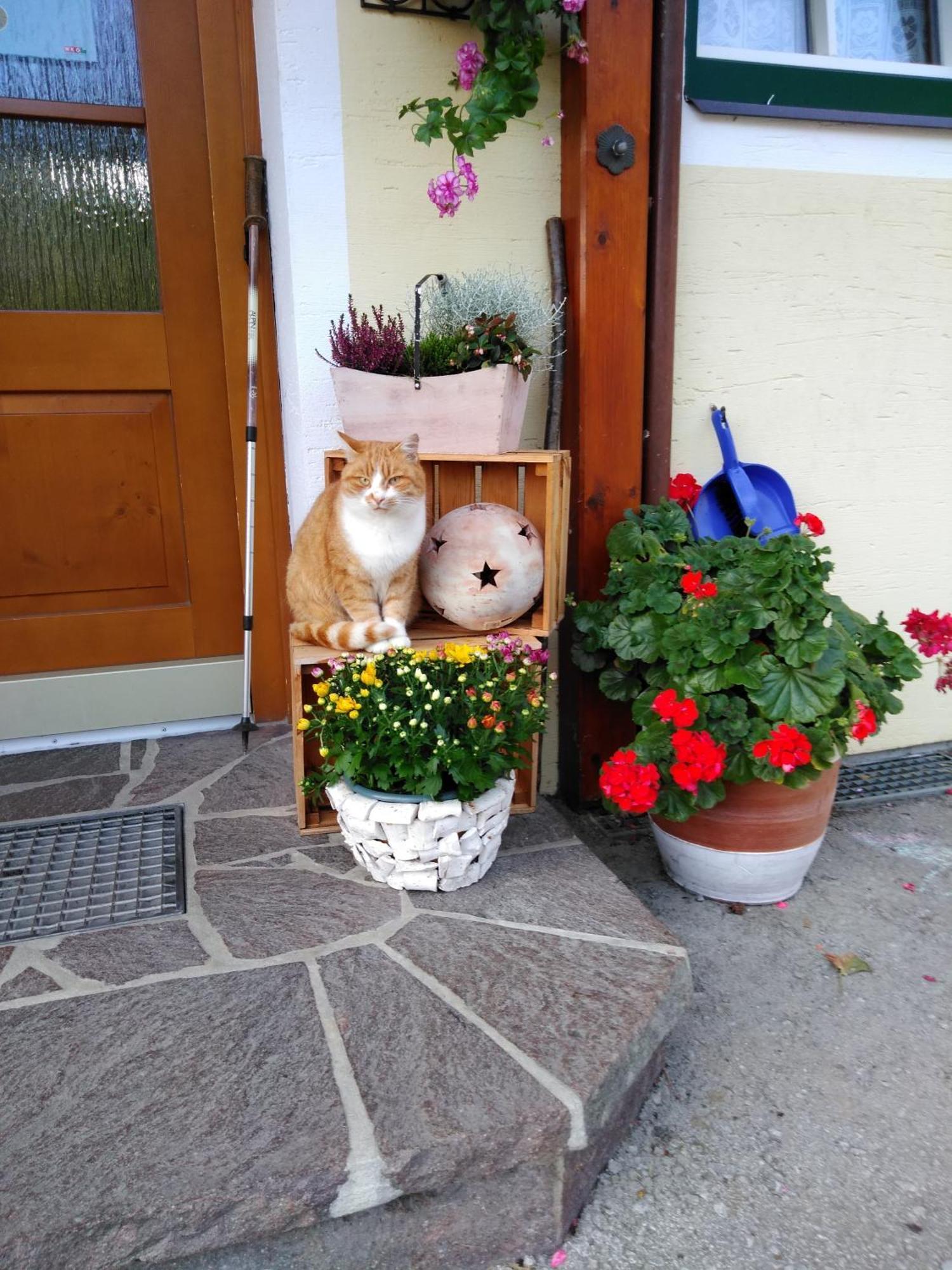 Linarhof Apartment Urlaub Am Bio Bauernhof Haus im Ennstal Zewnętrze zdjęcie